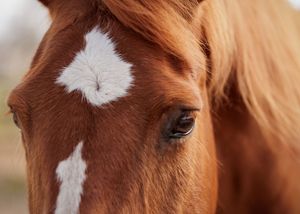 Paardenfotografie Twente - LivHoomansPhotography