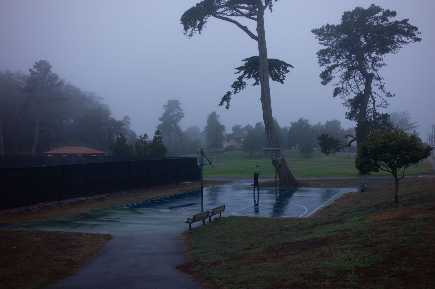 Misty San Francisco park at dusk with tall trees, green lawn, and residential buildings under overcast skies.