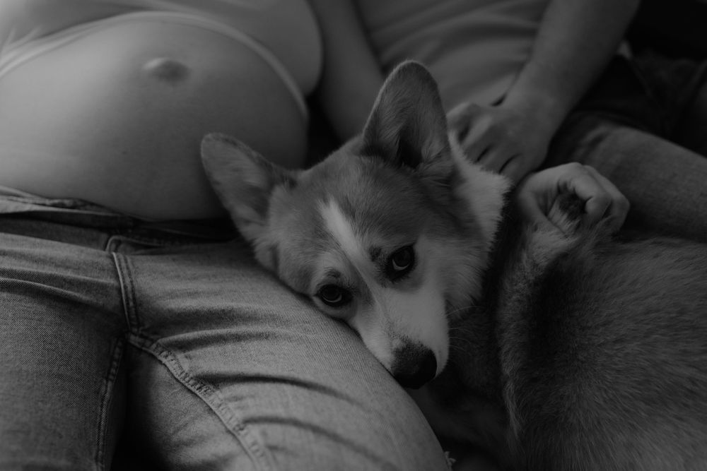 Black and white photo of a pregnant woman sitting with a Corgi puppy resting in her lap.