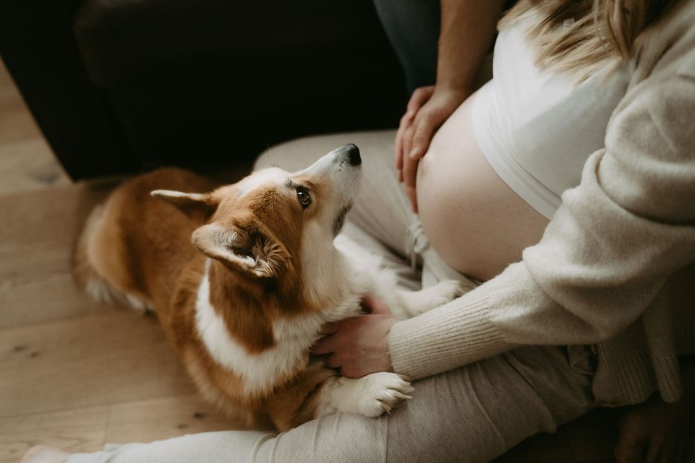 A Corgi dog rests paws on a pregnant woman's lap, gazing up at her baby bump while she gently pets him.