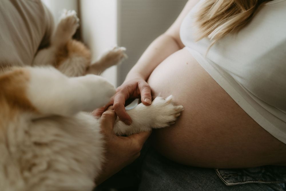 Pregnant woman in white top gently holds her baby bump while a fluffy orange and white cat places its paws on her belly.