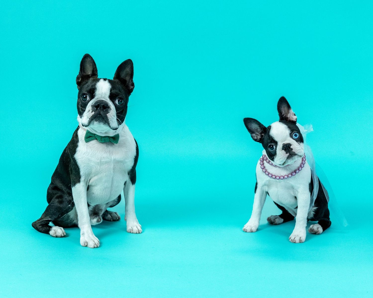 Two Boston Terriers dressed up, one in a black tie and one with a purple necklace and bow, posing on teal background.