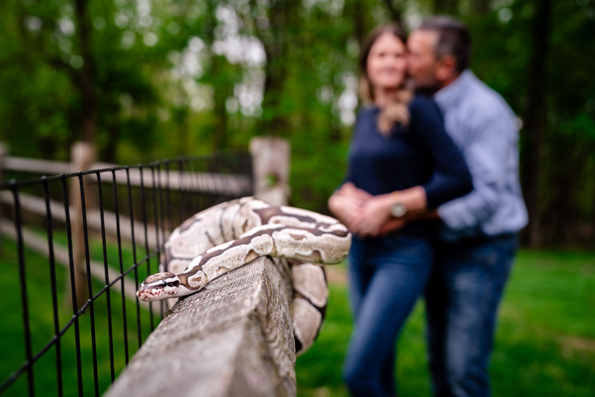 Ball python snake resting on a fence rail with a couple kissing softly in the blurred green background.