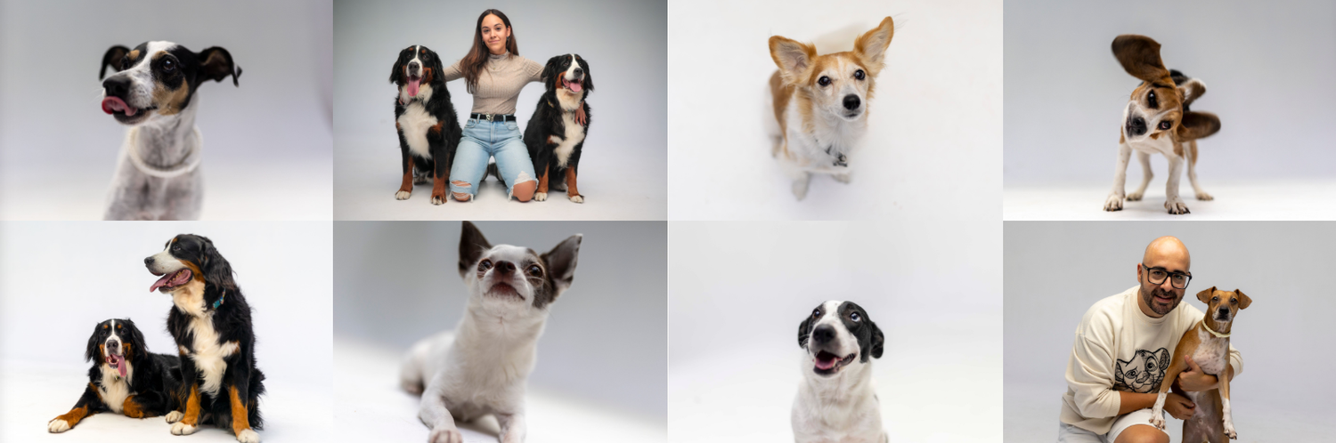 Collage de sesiones fotográficas de perros en Barcelona por Daniel Giménez. Fotografía canina profesional.