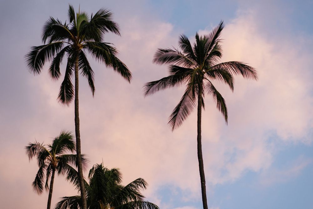 Tall palm trees silhouetted against a pastel pink and blue sunset sky with soft clouds.