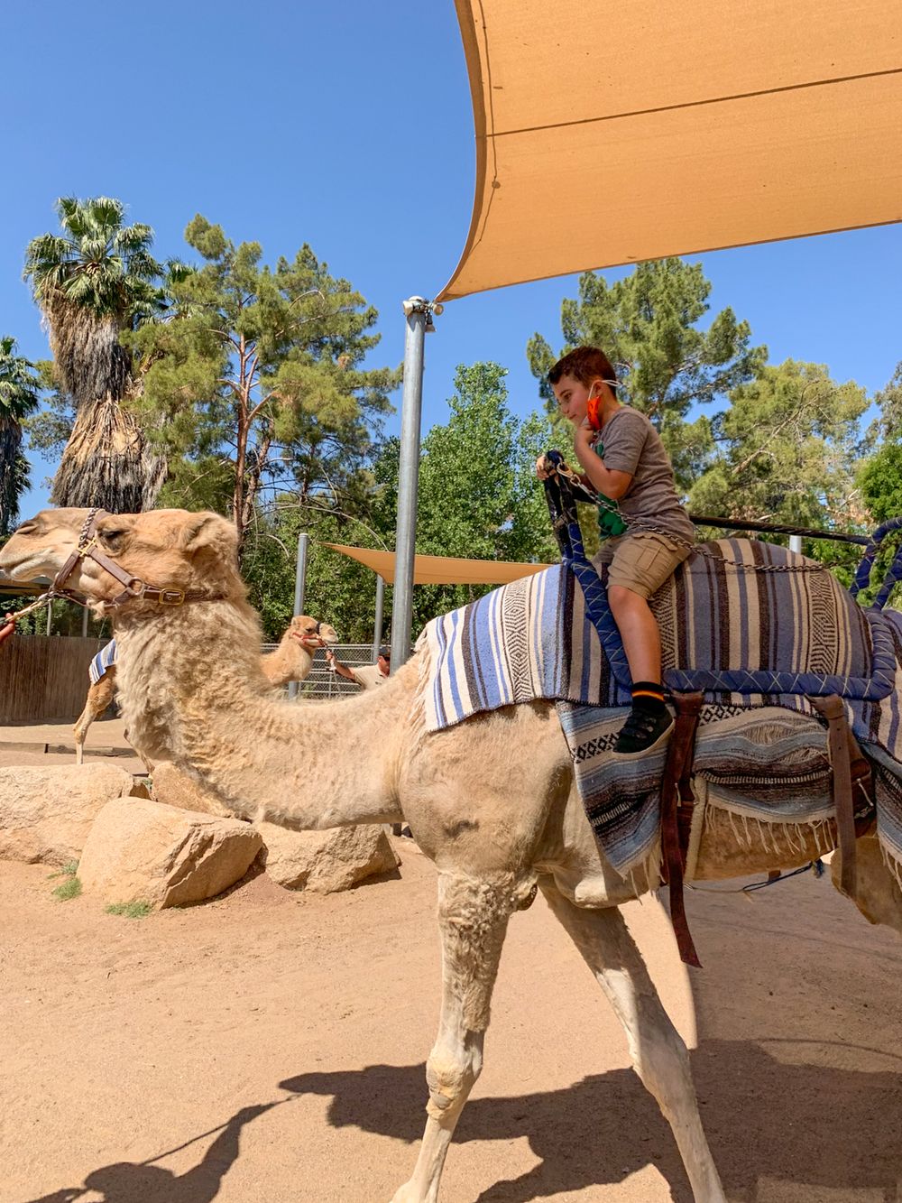 A rider mounting a resting camel under a tan shade canopy with palm trees and greenery in the background.