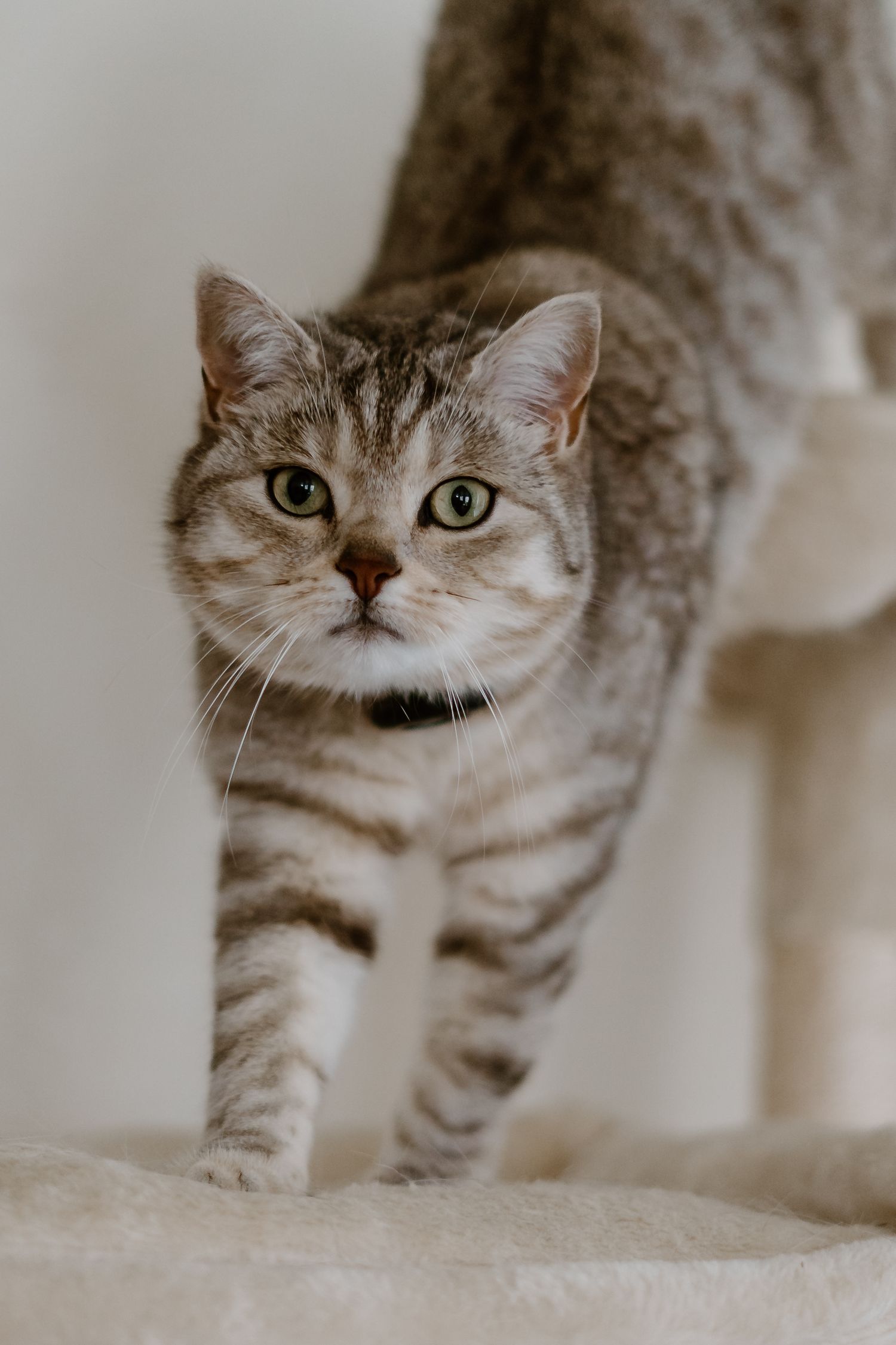 A British shorthair cat with gray tabby markings and green eyes looks intently at the camera on a light background.
