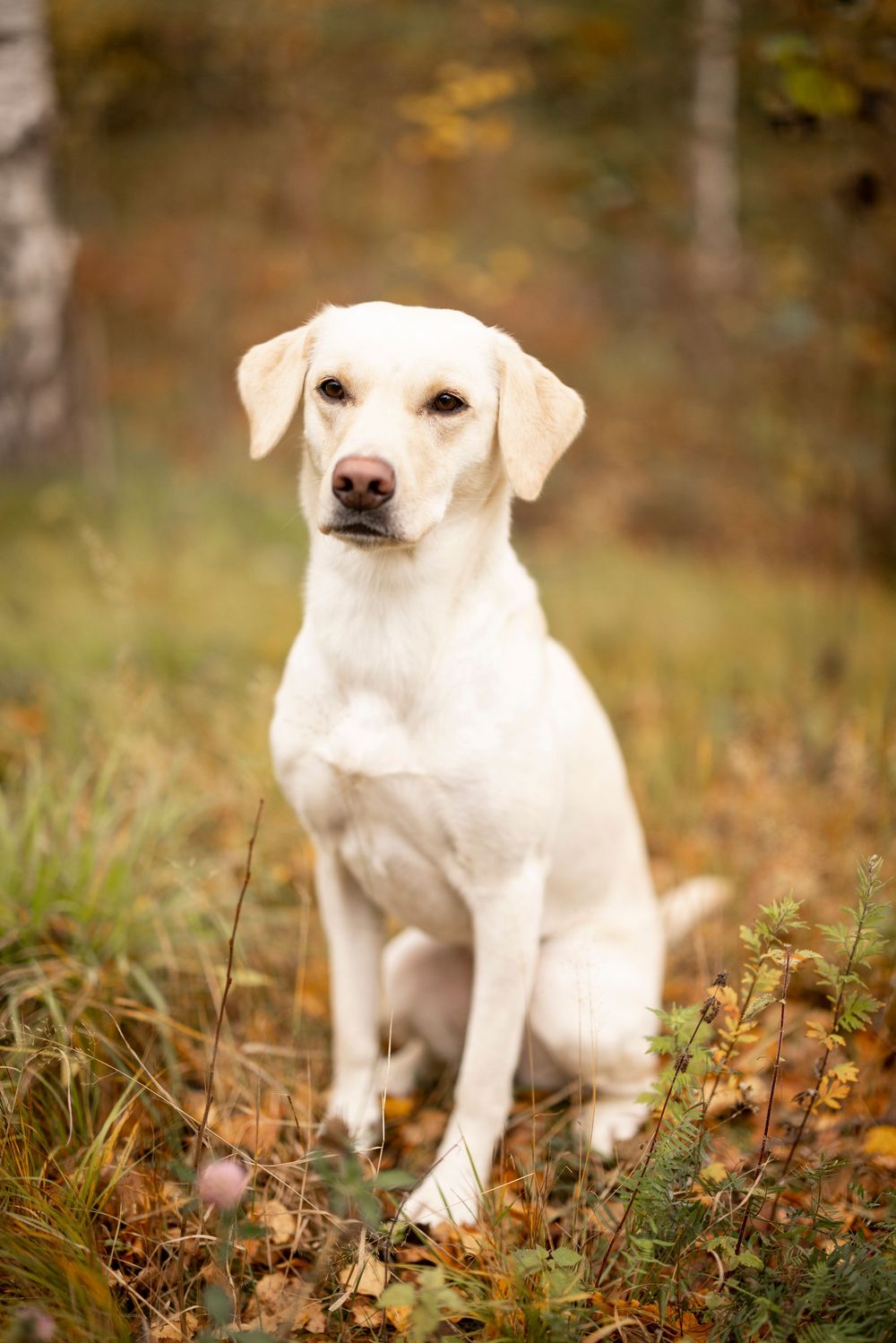 White Labrador retriever sitting attentively in autumn grass with orange and brown foliage in the background.