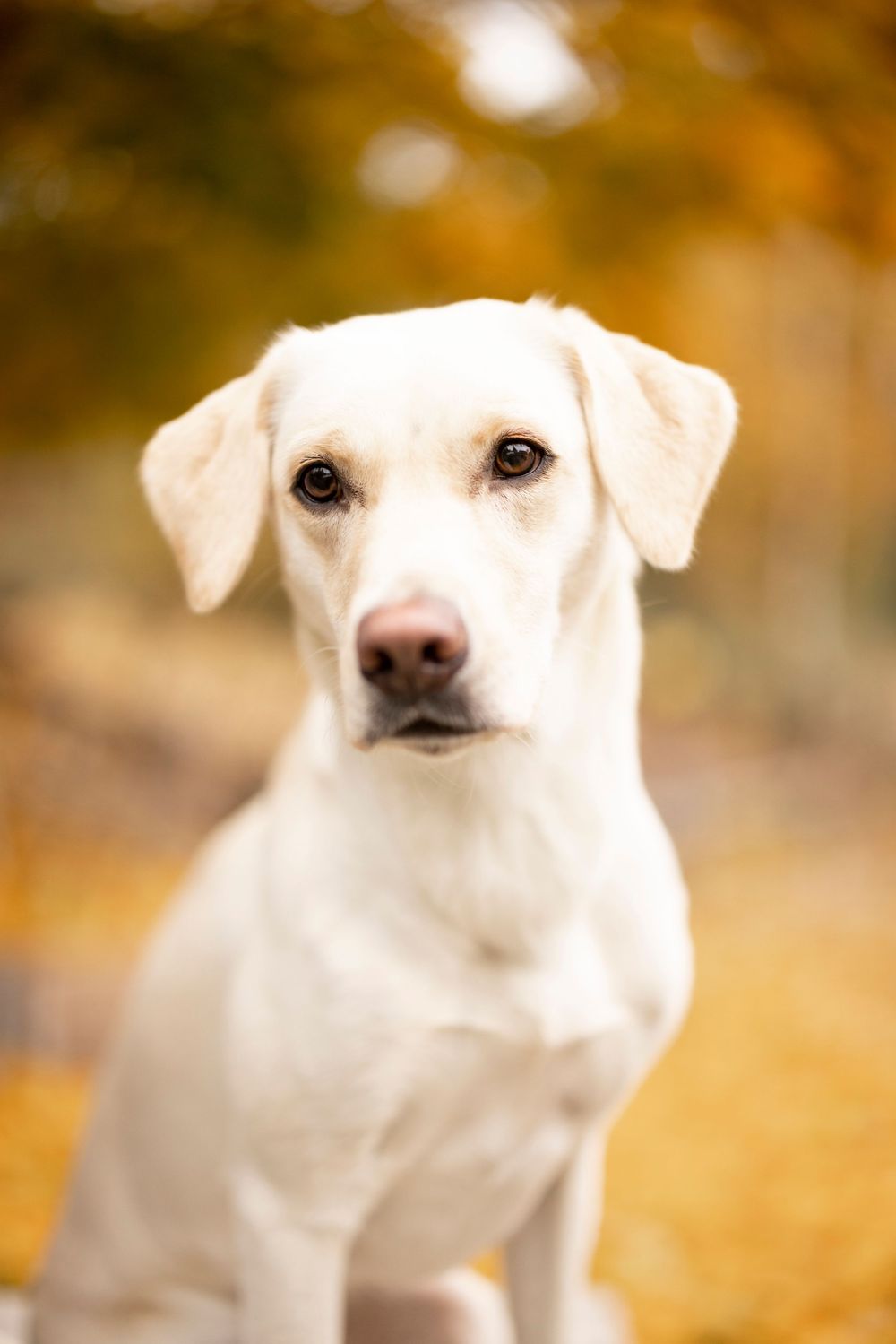 White Labrador retriever sitting attentively outdoors with autumn foliage in soft bokeh background.