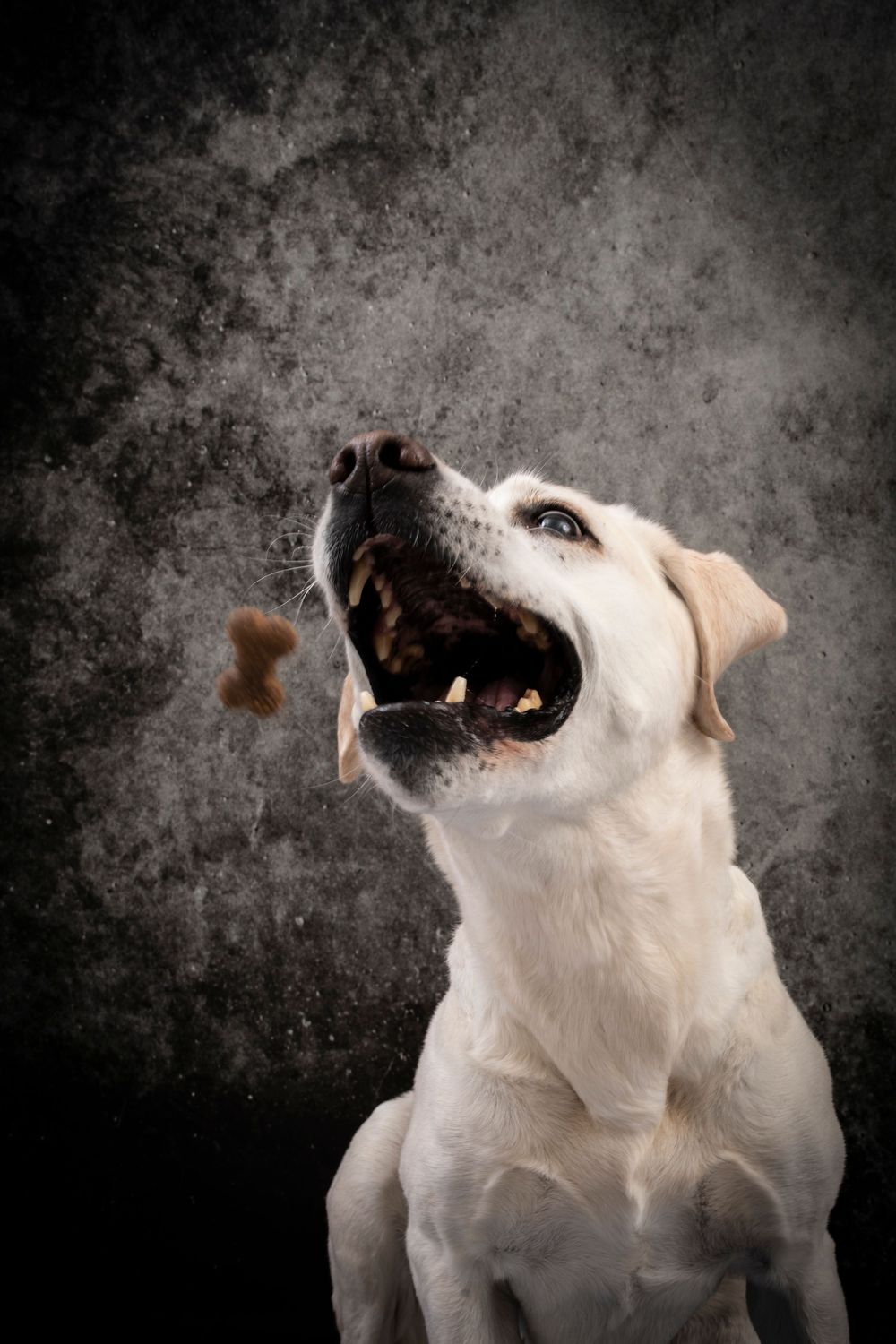 A white dog looking up with an open mouth and energetic expression against a dark textured background.