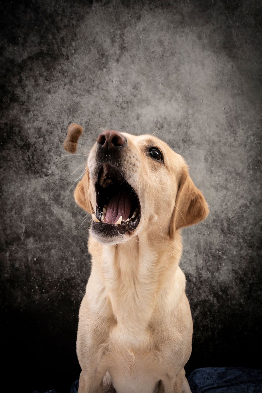 A yellow Labrador retriever with an open mouth and expressive face against a dark textured background.