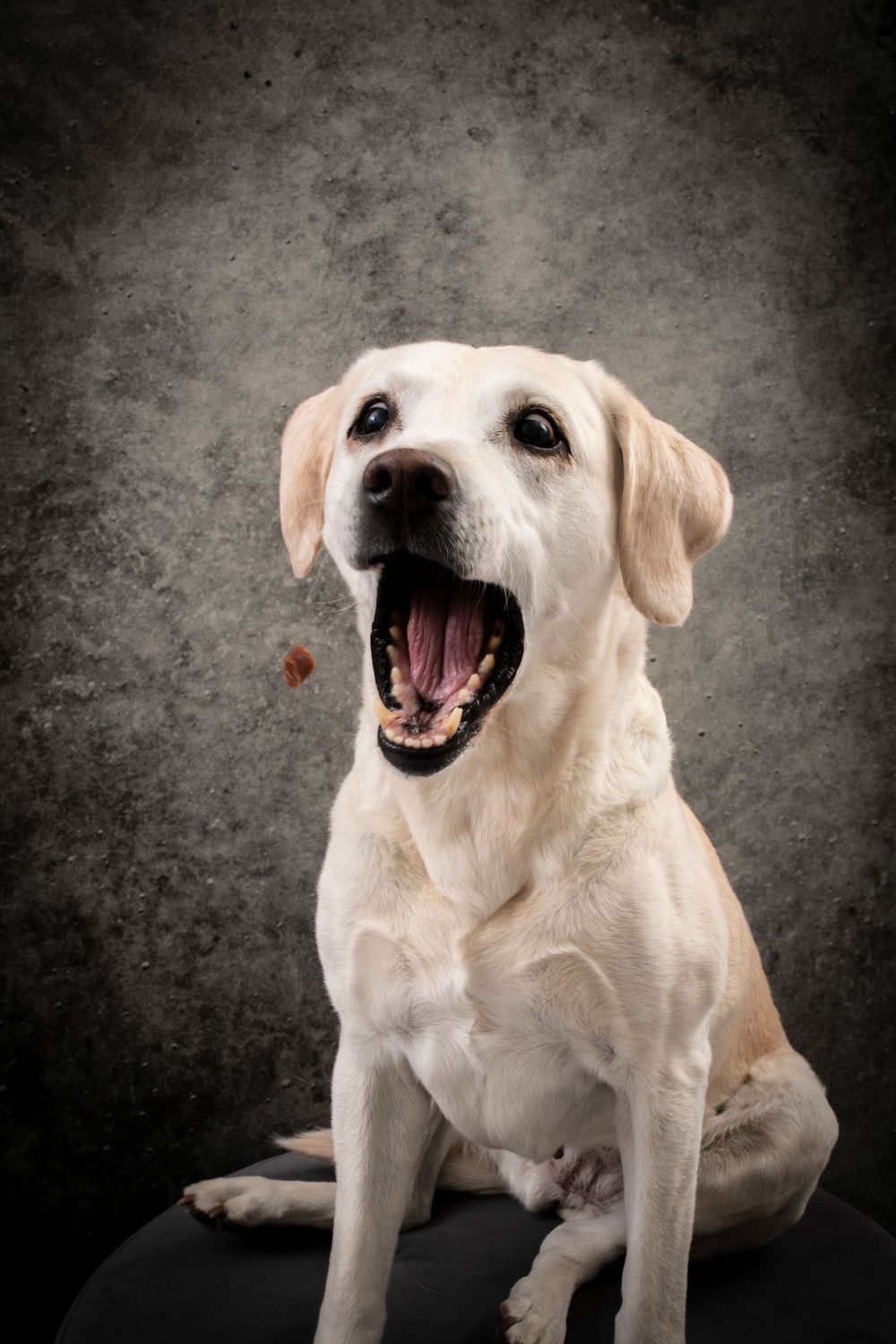 Portrait of a yellow Labrador retriever with mouth wide open yawning or barking against dark gray textured background.
