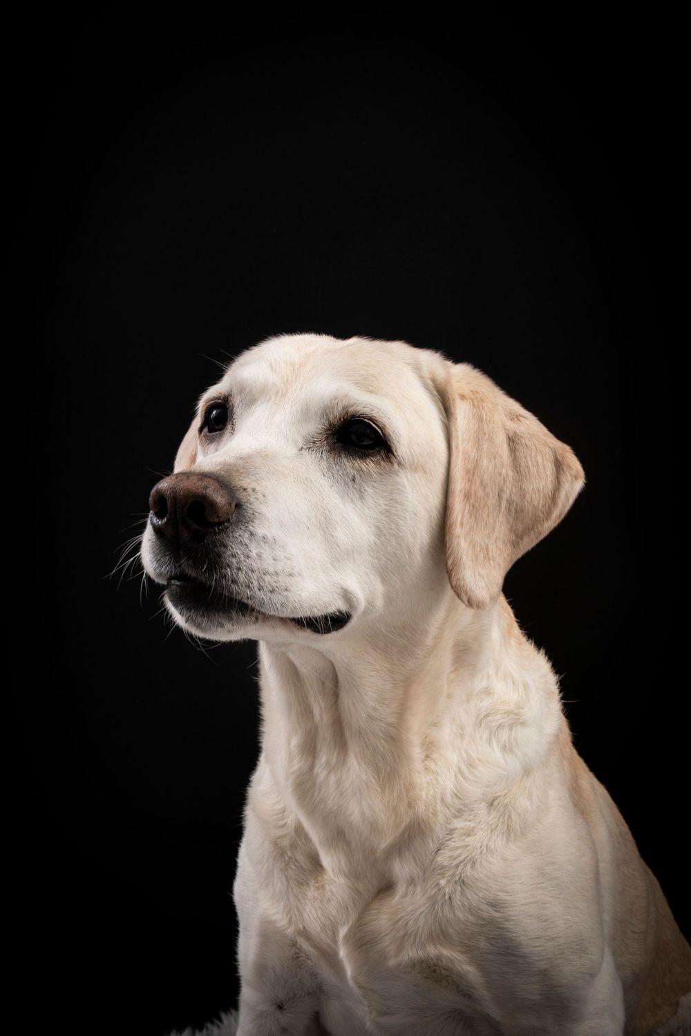 Portrait of a white Labrador retriever with a gentle expression photographed against a black background.