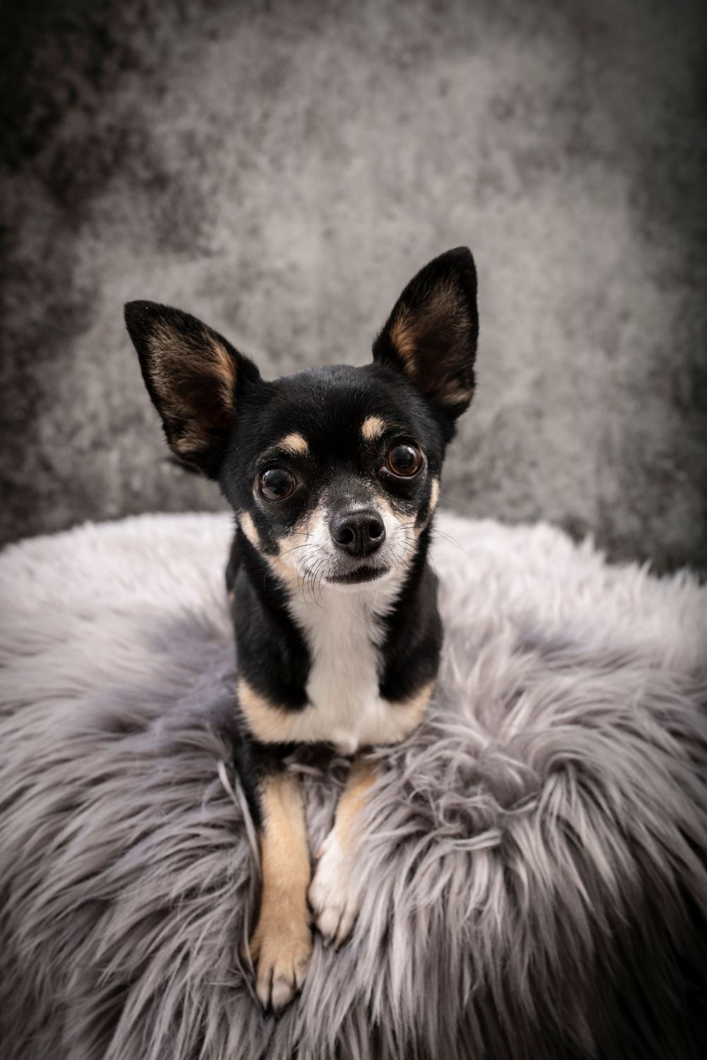 Adorable black and tan Chihuahua dog poses on gray furry blanket with dramatic studio lighting.