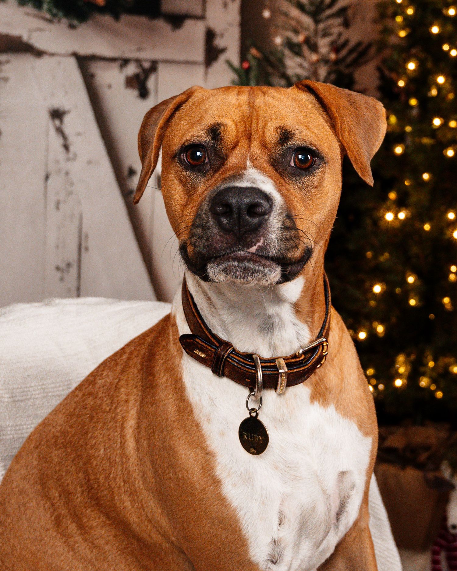 Brown and white pit bull mix dog posing for portrait with Christmas lights in background.