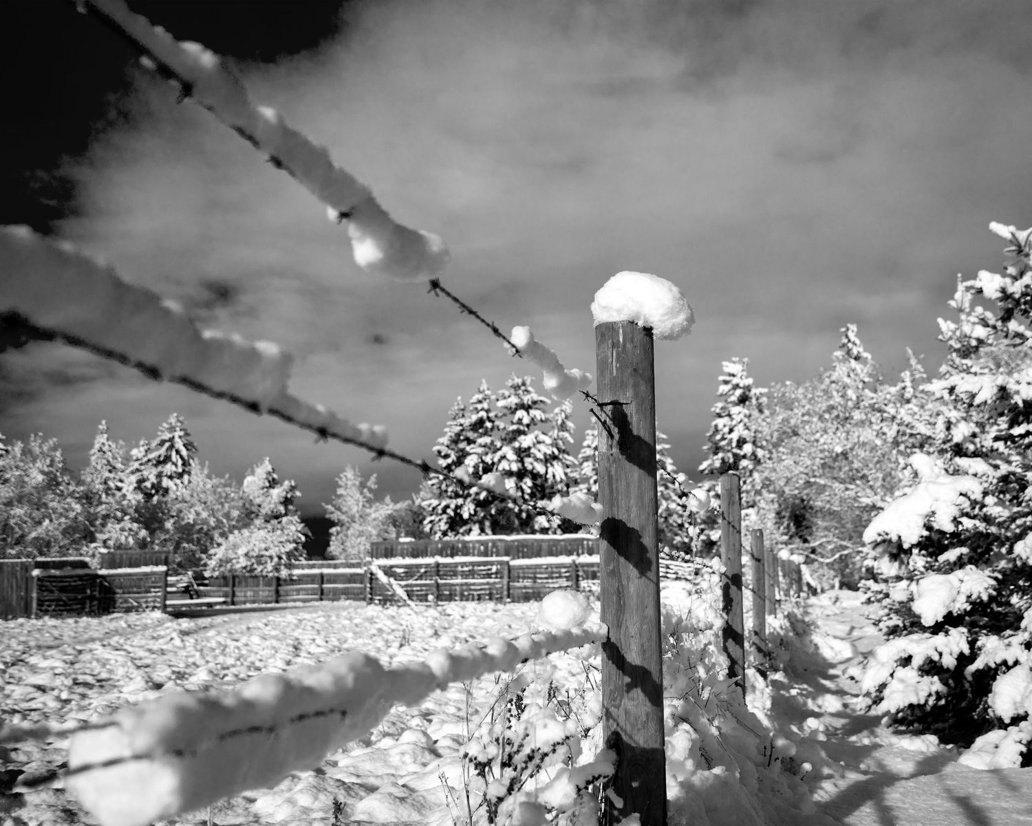 Snow on Fence