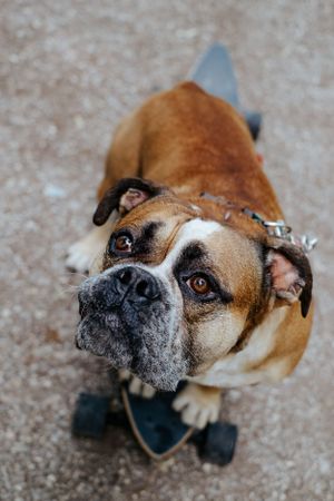 Mensch-Hund-Fotografie: Hund liegt entspannt im Gras, Detailaufnahme im natürlichen Umfeld bei München.