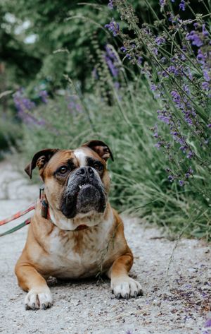 Mensch-Hund-Fotografie: Hund liegt ruhig im Grünen, natürliche Aufnahme nahe Hohenkammer.
