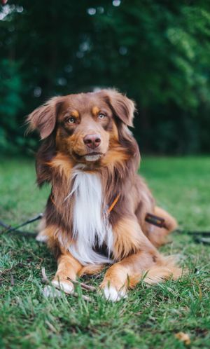 Mensch-Hund-Fotografie: Australian Shepherd liegt ruhig im Gras und blickt in die Kamera, natürliche Aufnahme nahe Dachau.