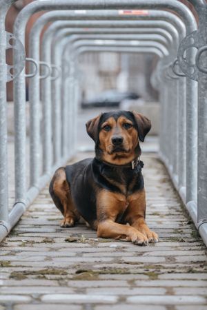 Porträt eines Mischlings