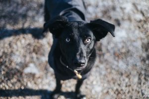 Mensch-Hund-Fotografie: Schwarzer Hund blickt aufmerksam nach oben, fotografiert im Freien nahe Pfaffenhofen a. d. Ilm.