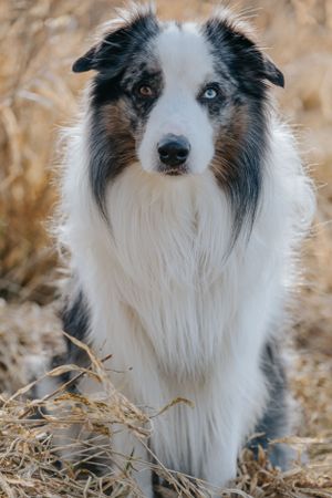 Porträt eines Australian Shepherd Border Collie Mischlings