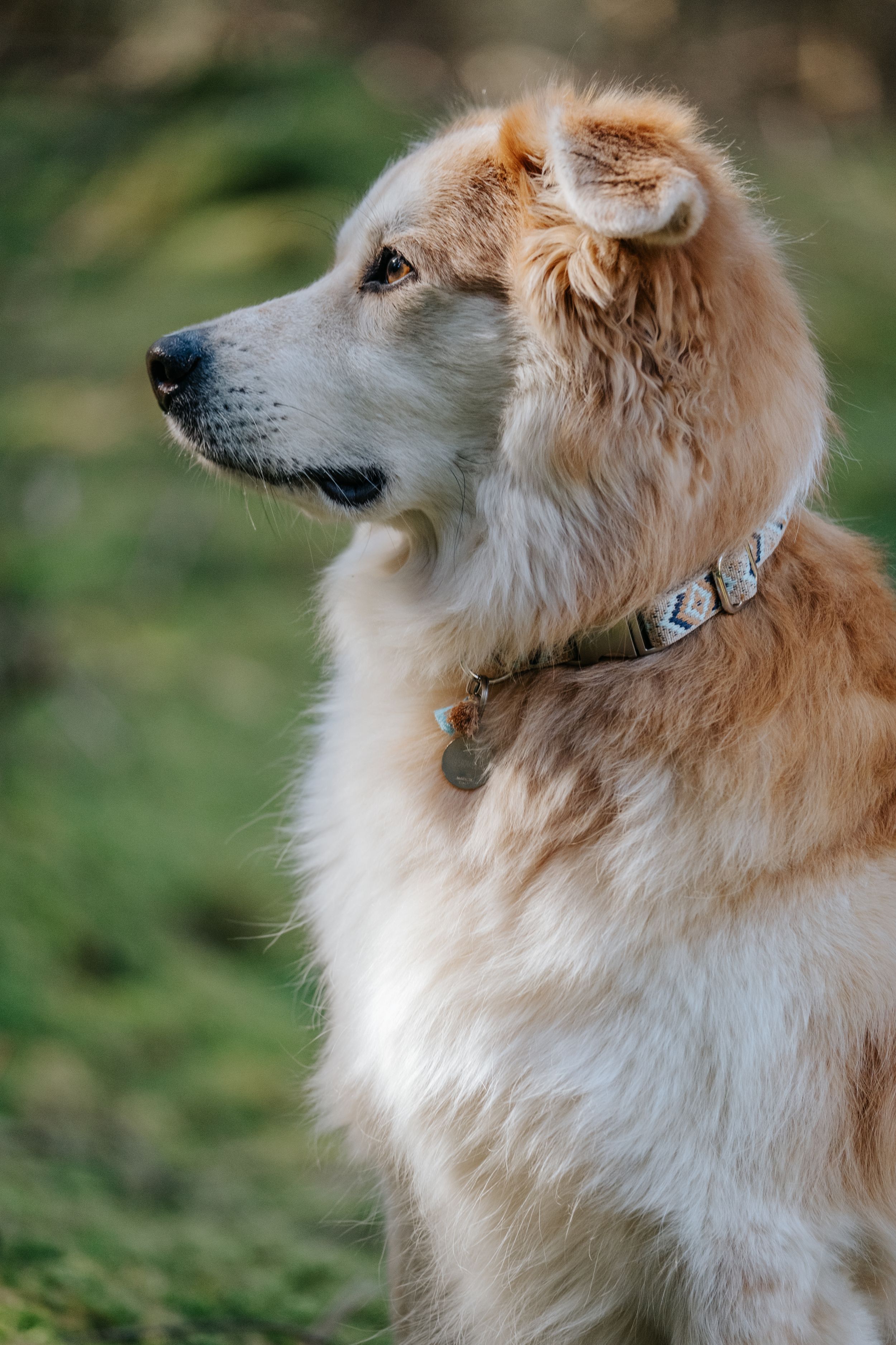 Mensch-Hund-Fotografie: Profilporträt eines hellen Hundes im natürlichen Licht, aufgenommen im Grünen bei Reichertshausen.