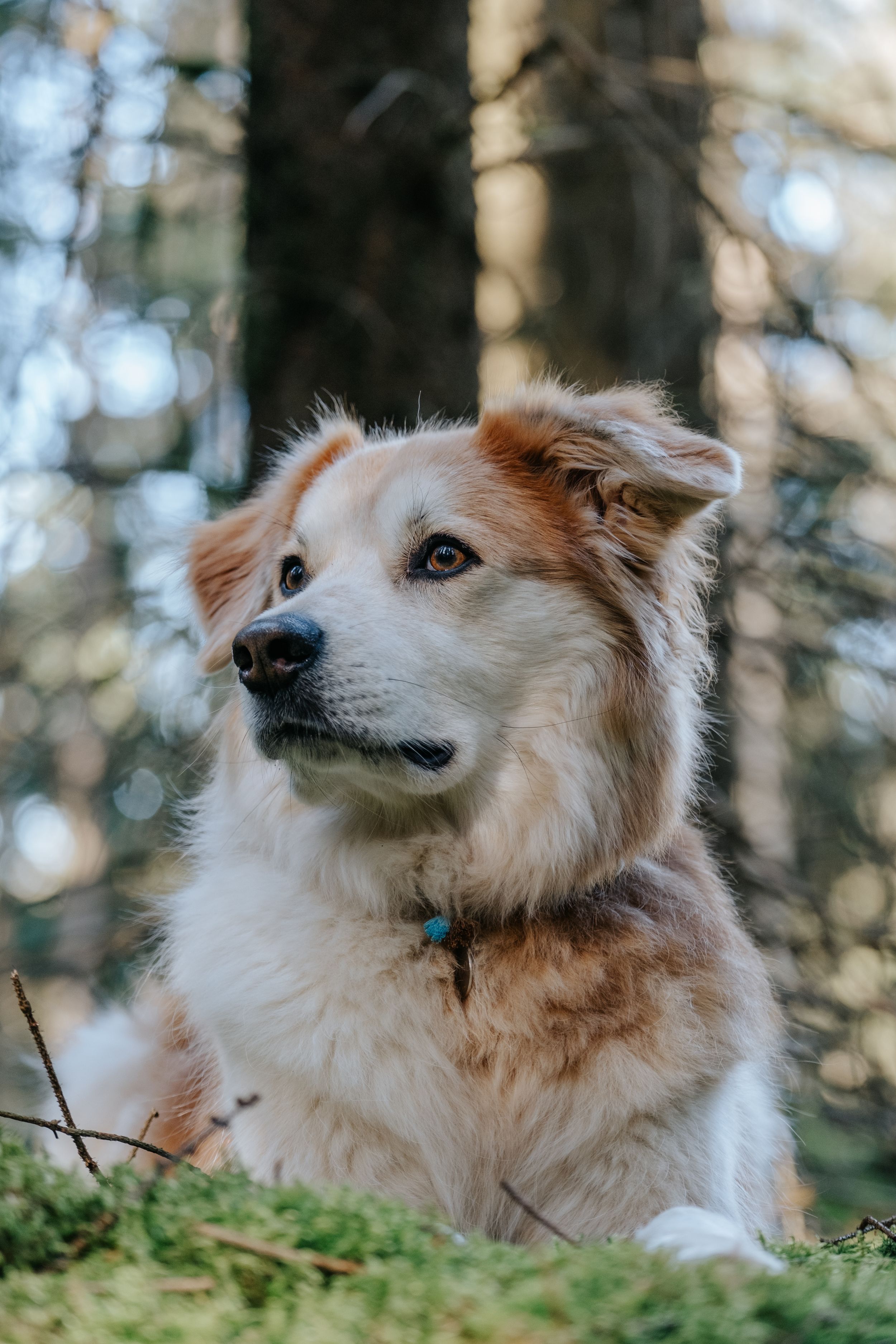 Mensch-Hund-Fotografie: Heller Hund liegt entspannt im Wald und blickt aufmerksam zur Seite, fotografiert in Reichertshausen.