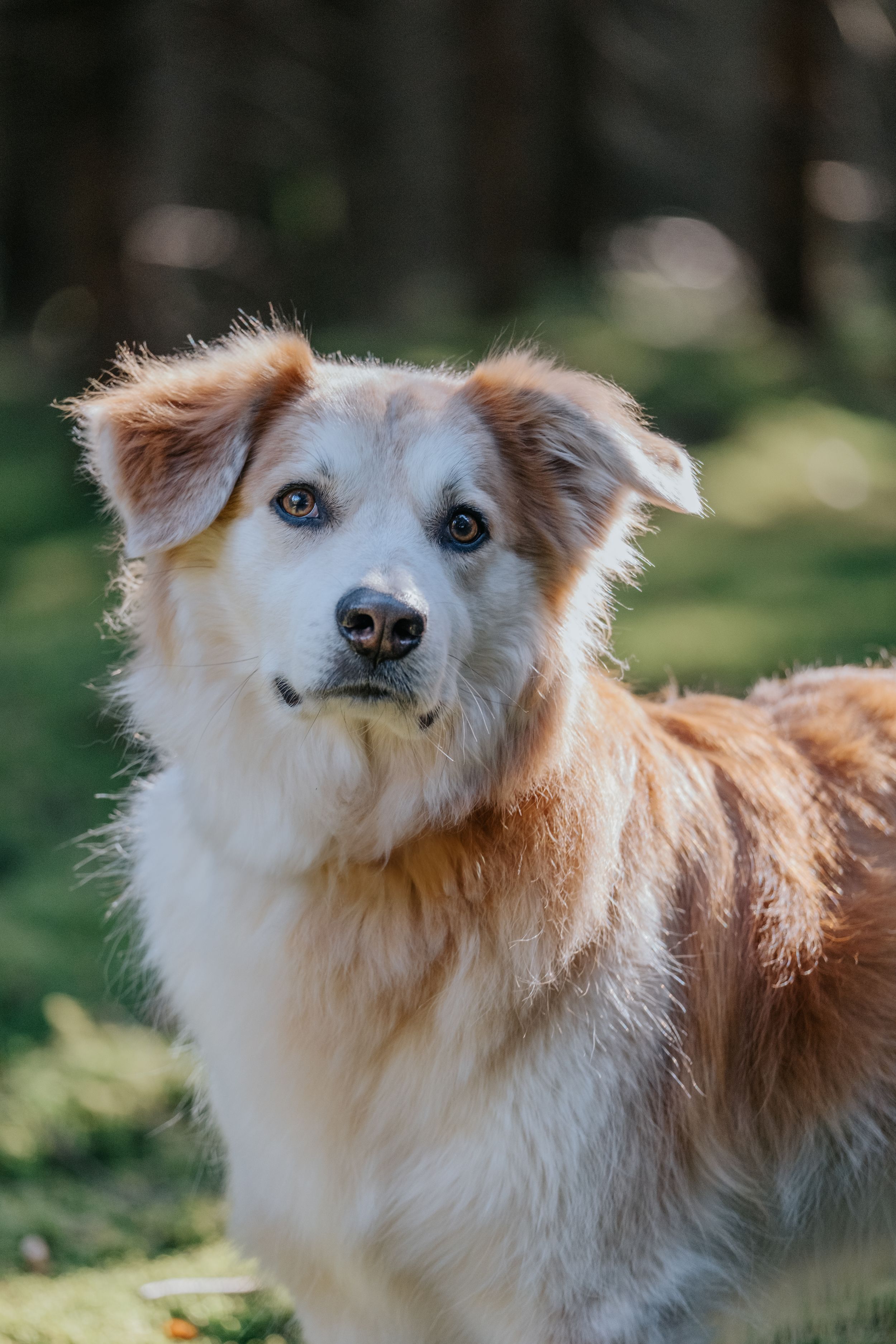 Mensch-Hund-Fotografie: Heller Hund steht im Grünen und blickt ruhig in die Kamera, fotografiert in Reichertshausen.