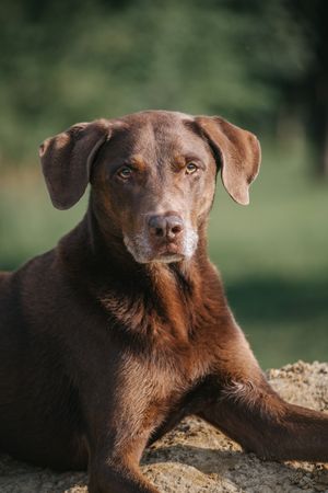 Mensch-Hund-Fotografie: Labrador-Viszla liegt entspannt im Freien auf einem Stein, fotografiert im warmen Licht einer natürlichen Umgebung.