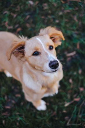 Mensch-Hund-Fotografie: Kleiner Hund steht im Gras und blickt erwartungsvoll nach oben, aufgenommen im Raum Hohenkammer.