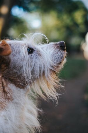 Mensch-Hund-Fotografie: Heller Hund im Profil blickt nach oben, ruhige Aufnahme im Grünen bei Freising.