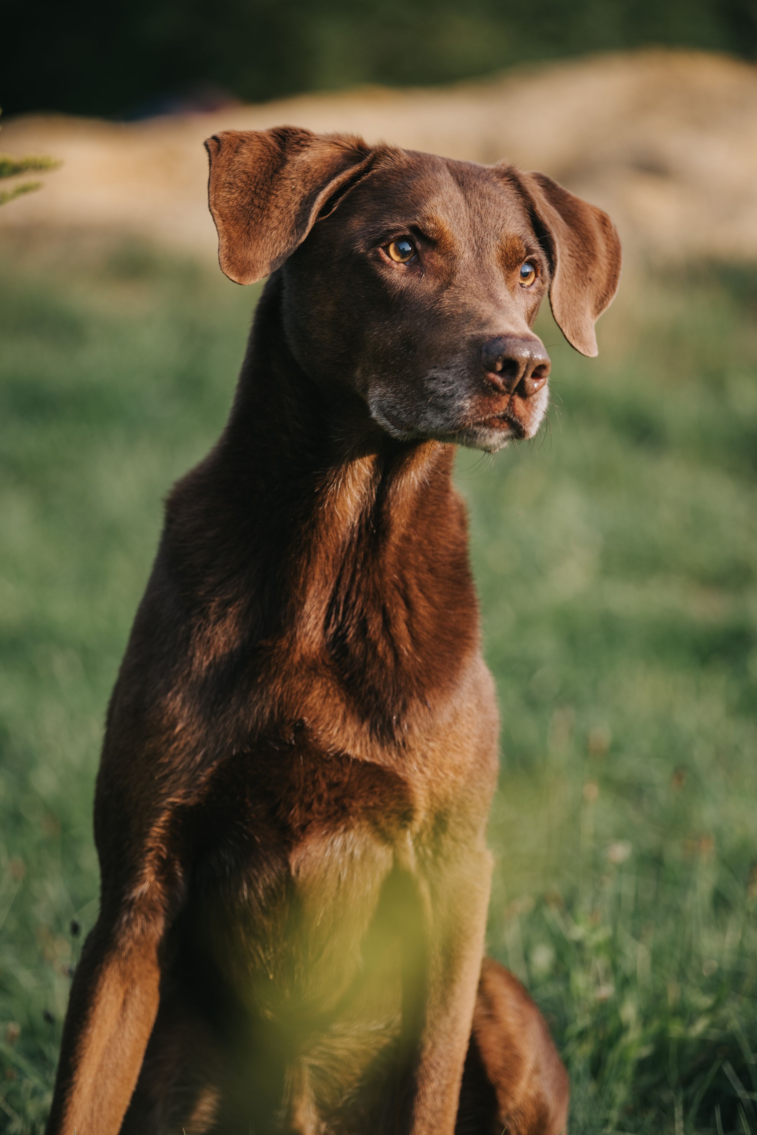 Mensch-Hund-Fotografie: Labrador–Vizsla-Mischling sitzt aufmerksam im Gras, fotografiert im natürlichen Licht in Haimhausen.