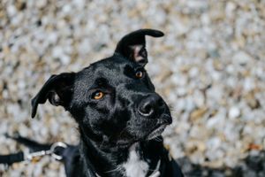 Mensch-Hund-Fotografie: Porträt eines schwarzen Hundes mit aufmerksamem Blick, fotografiert im Freien nahe Pfaffenhofen a. d. Ilm.