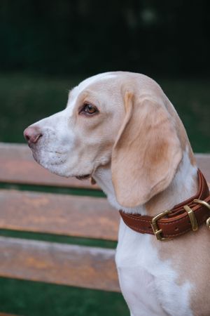 Mensch-Hund-Fotografie: Beagle im Profil sitzt auf einer Parkbank und blickt ruhig zur Seite, aufgenommen im Grünen bei Freising.