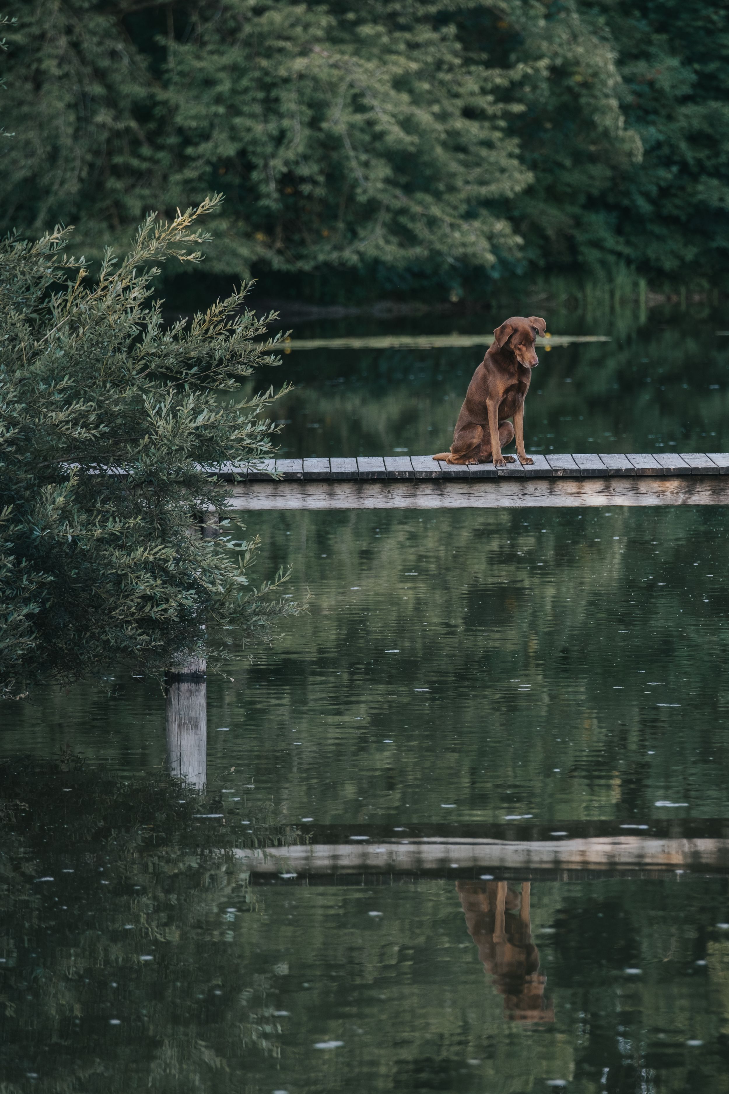 Mensch-Hund-Fotografie: Labrador–Vizsla-Mischling sitzt auf einem Steg am ruhigen Gewässer, aufgenommen in Haimhausen.