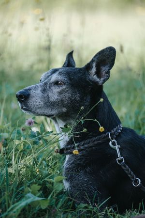 Mensch-Hund-Fotografie: Hund liegt entspannt im Gras und blickt zur Seite, eingefangen in ruhiger Umgebung.