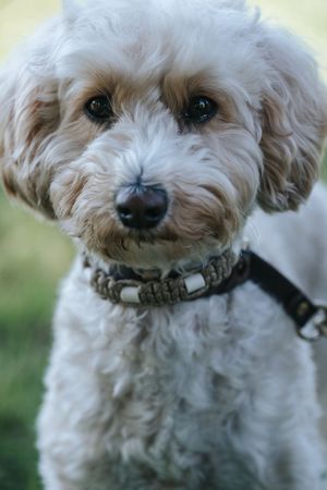 Mensch-Hund-Fotografie eines kleinen Hundes im Grünen, mit weichem Fell und aufmerksamem Blick.