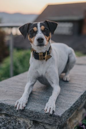 Mensch-Hund-Fotografie: Hund liegt aufmerksam auf einer Steinfläche im Freien, fotografiert im warmen Abendlicht.