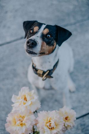 Mensch-Hund-Fotografie: Hund sitzt vor einem Blumenarrangement und blickt neugierig nach oben.