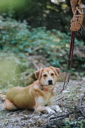 Mensch-Hund-Fotografie: Hund liegt entspannt auf einem Waldweg, eingefangen in natürlicher Umgebung.