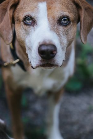 Mensch-Hund-Fotografie: Nahes Porträt eines Hundes, der ruhig in die Kamera blickt, aufgenommen im natürlichen Licht.