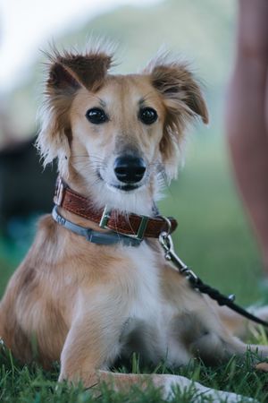 Mensch-Hund-Fotografie eines jungen Hundes, sitzend im Grünen, mit aufmerksamem Ausdruck und natürlicher Haltung.