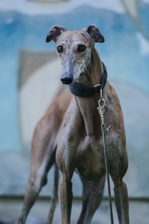 Mensch-Hund-Fotografie eines Windhundes im Stand, klare Linien und natürlicher Ausdruck.