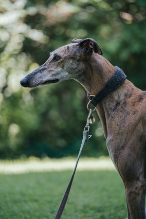 Mensch-Hund-Fotografie: Ruhiges Porträt eines Windhundes an der Leine, fotografiert im Grünen.