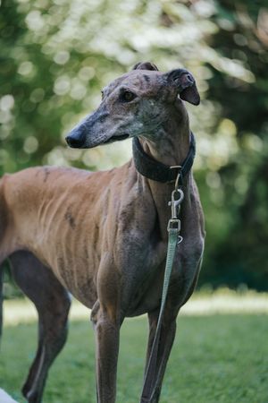 Mensch-Hund-Fotografie eines Windhundes im Park, aufmerksam stehend im natürlichen Licht.