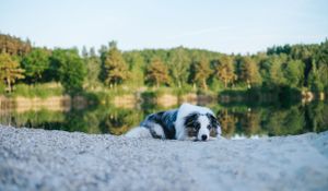 Mensch-Hund-Fotografie: Australian Shepherd liegt entspannt am Kiesufer eines Sees, fotografiert im Raum Freising.