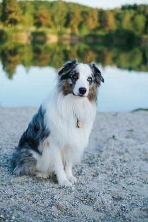 Mensch-Hund-Fotografie: Australian Shepherd sitzt am Ufer eines Gewässers, ruhiger Moment im Grünen im Umland von München.