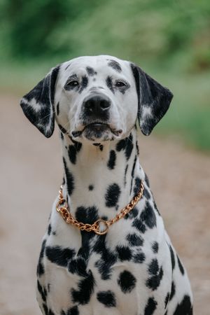 Mensch-Hund-Fotografie: Porträt eines Dalmatiners mit ruhigem Ausdruck, aufgenommen im Freien.