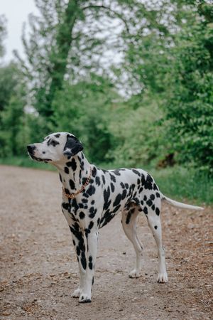 Mensch-Hund-Fotografie: Dalmatiner steht aufmerksam auf einem Waldweg und blickt zur Seite.